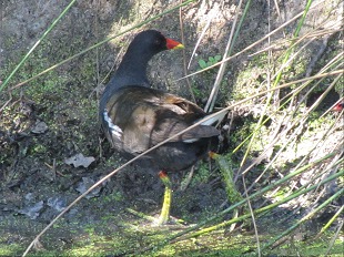 Gallinule poule-d'eau